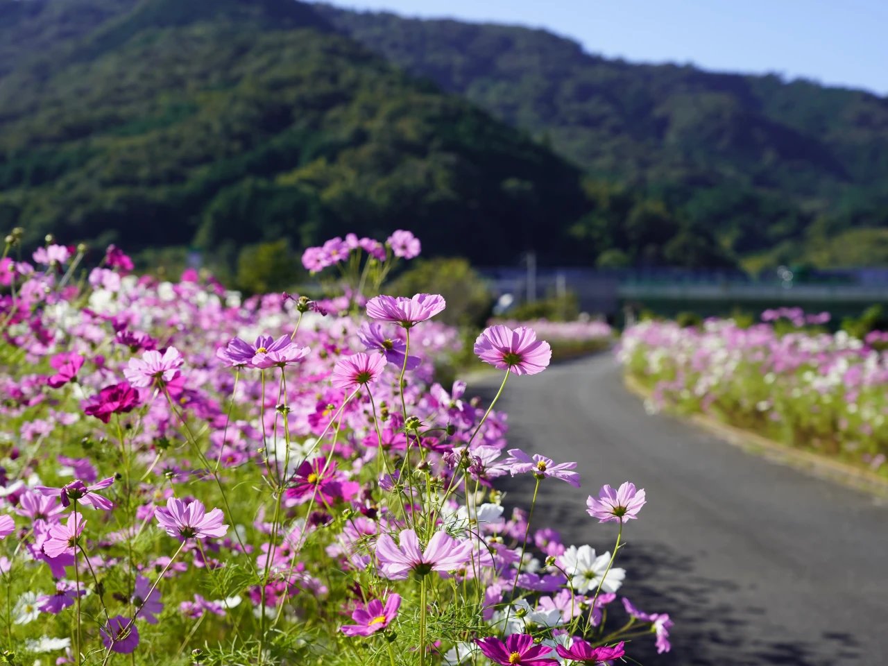 🌸 코스모스 로드